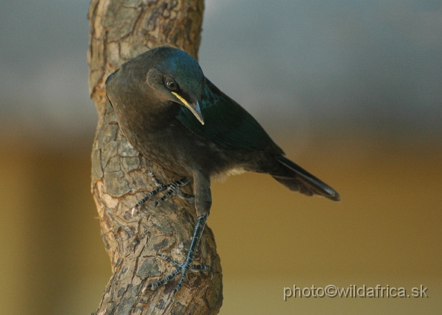 puku rsa 234.jpg - Pied Starling (Spreo bicolor) - a juvenile with dark eyes